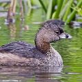 Pied-Billed Grebe (matted print 8x12) JAH-14-163